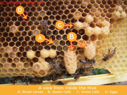 1480 best Beekeeping images on Pinterest | Bees, Beekeeping and Bee ...