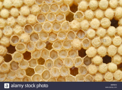 Honey Bee (Apis mellifera) drone larvae in brood cells shortly ...
