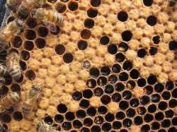 Bee | Apiculture Santropol Roulant
