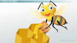 Life Cycle of a Bee: Lesson for Kids - Video & Lesson Transcript ...