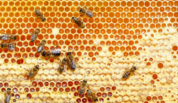 Why Are Honeycomb Cells Hexagonal?