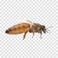 Beekeeping Queen bee Honey bee Beehive, bee transparent ...
