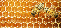 Honey Background, Honey, Bee, Honeycomb Background Image for Free ...