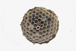 Hornet Pictures, Hornet\'s Nest, Honeycomb, Beehive PNG Image and ...