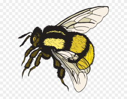 Bumble Bee Free Cute Bee Clip Art An A Cute Bee Clipartbold ...