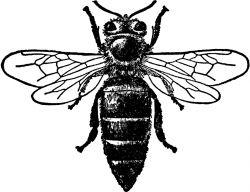 Honey Bee | Queen Honey Bee | Buy Bees Online | Get inked ...