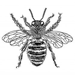 How to Draw a Honey Bee | Description Bee - queen (PSF).png | Art ...