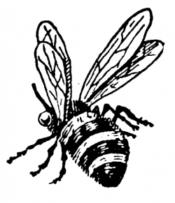 Vintage beehive clipart free clipart images clipartcow - Clipartix