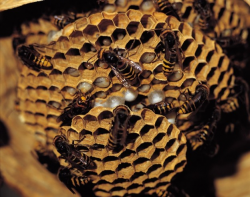 How to Remove Chimney Bees and Wasps - The Blog at FireplaceMall
