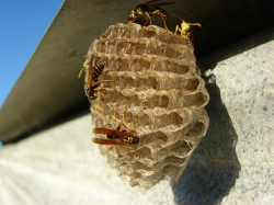 40 best Wasps Nest Inspiration images on Pinterest | Wasp nest ...