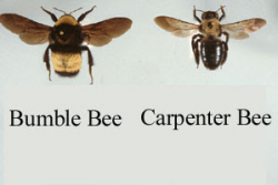 Carpenter Bee Control New JerseyAssure Pest Control