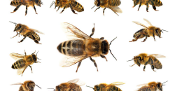Bee Identification Ultimate Guide: 11 Most Common Bee Species - PestWiki