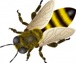 Isolated Photos of honey bee | Search Keyword of honey bee