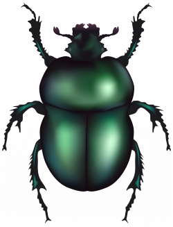 Green Rose Chafer Beetle PNG Clip Art - Best WEB Clipart