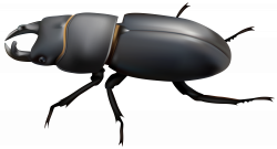 Beetle PNG Clip Art - Best WEB Clipart