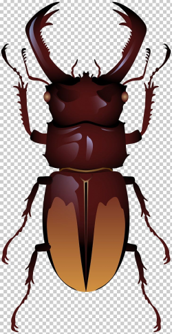 Stag Beetle PNG, Clipart, Animals, Arthropod, Beetle, Clip ...