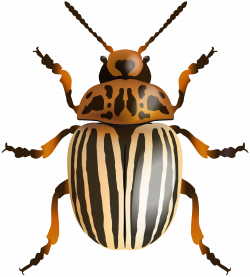 Beetle PNG Clip Art Image - Best WEB Clipart