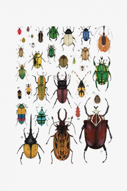 Cartoon Insect Beetle, Insect, Beatles, Scarab PNG Image and Clipart ...