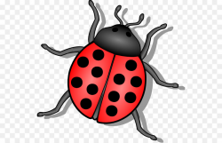 Beetle Ladybird Drawing Clip art - Beetle Cliparts png download ...