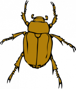 Beetle Bug Clip Art at Clker.com - vector clip art online, royalty ...