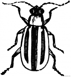 Beetle Clipart - ClipartBlack.com
