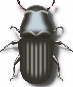 Jameshfisher Pine Beetle Clip Art at Clker.com - vector clip art ...