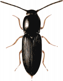 Clipart - beetle (cardiophorus)