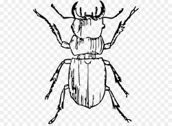 Beetle Deer Drawing Black and white Clip art - Beetle Cliparts png ...