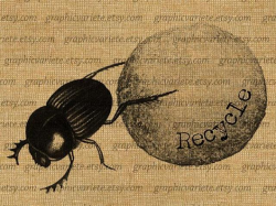 Dung Beetle Clipart - Free Clipart on Dumielauxepices.net