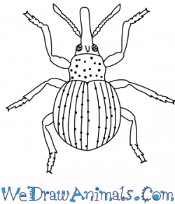How to Draw a Weevil