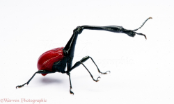Weevil Clipart | Clipart Panda - Free Clipart Images