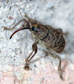 boll weevil costume: hat with long tongue. body similar to other ...