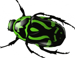 Free download beetle vector free vector download (65 Free vector ...