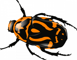 Beetle-orange Clip Art at Clker.com - vector clip art online ...