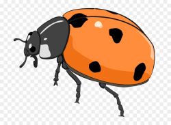 Beetle Ladybird Free content Clip art - Free Tiger Clipart png ...