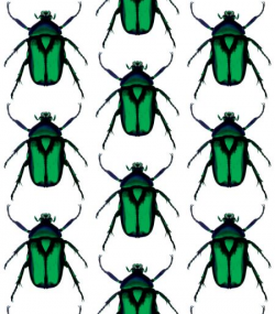 Beetle - Green | Astek Inc.
