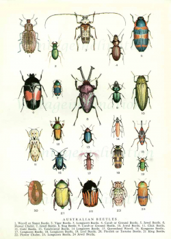 Beetles 1954 vintage print Australian beetles insects illustration ...