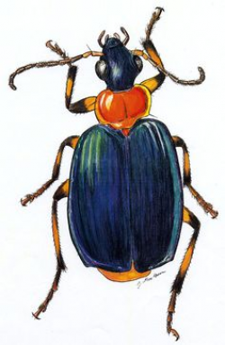 How to Draw a Colorful Beetle with Color Pencils - step by step with ...
