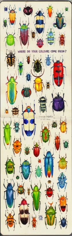 60 best Bugs Life images on Pinterest | Beautiful bugs, Beetles and ...
