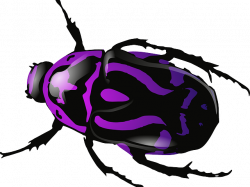 Beetles Clipart - Free Clipart on Dumielauxepices.net