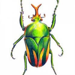 Beetle clipart colourful - Pencil and in color beetle clipart colourful