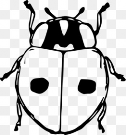 Ladybird Beetle Clip art - beetle png download - 800*566 - Free ...
