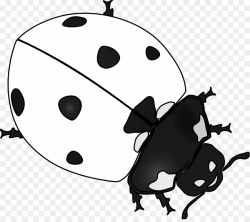 Ladybird Beetle Drawing Clip art - Black Ladybug Cliparts png ...