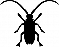 Asian Longhorned Beetle Beatle Svg Png Icon Free Download (#532478 ...