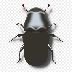 Mountain pine beetle Ladybird Clip art - Beetle Cliparts png ...