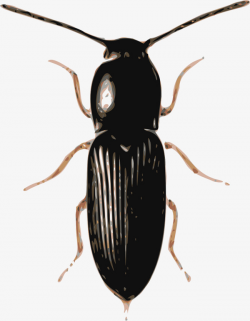Black Beetle, Black, Beetles, Insects PNG Image and Clipart for Free ...