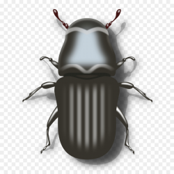Darkling beetle Computer Icons Ladybird Clip art - beetle png ...