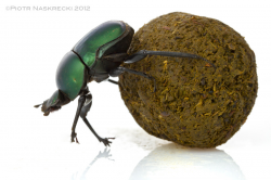 2 Scarabs/Dung Beetles - Lessons - Tes Teach