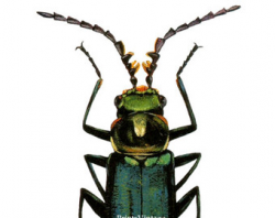Beetle clip art | Etsy