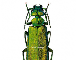 Beetle clip art | Etsy